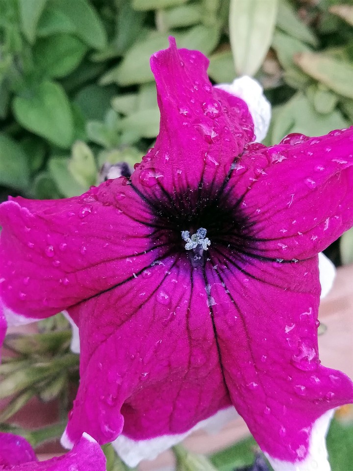 Petunia