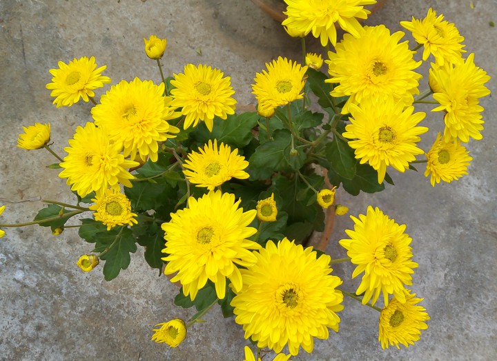 flowers