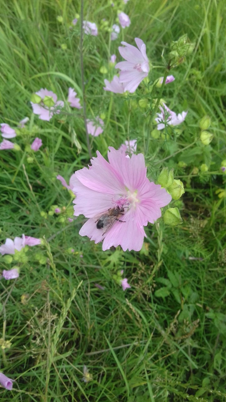 Bee on a flower