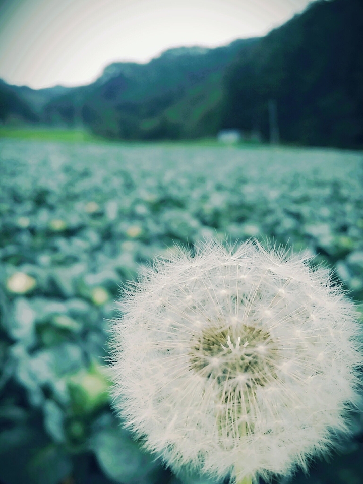 민들레씨
