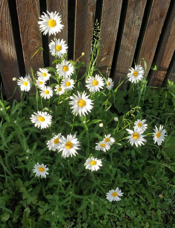 chamomile