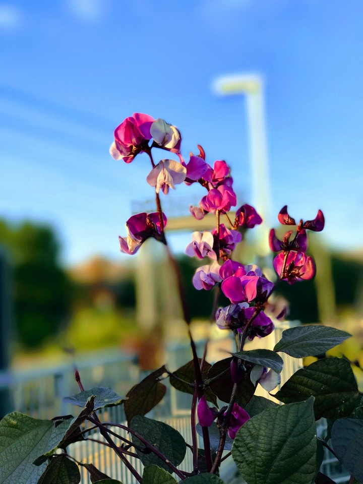 HD PINK FLOWERS