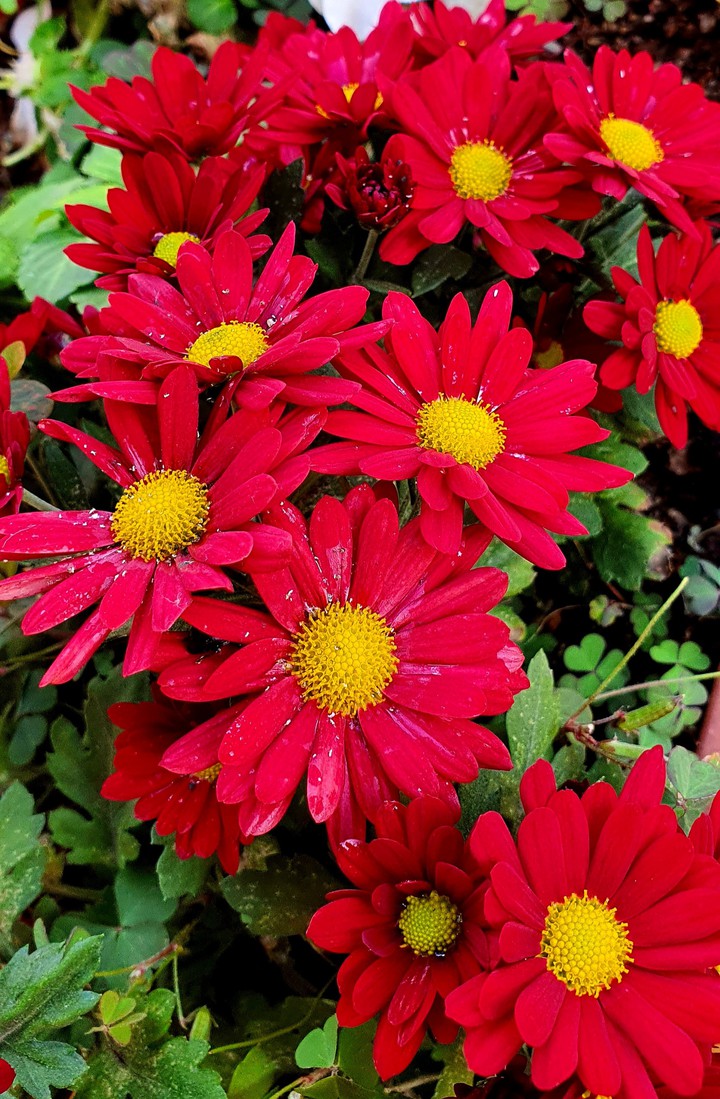 Amazing Color