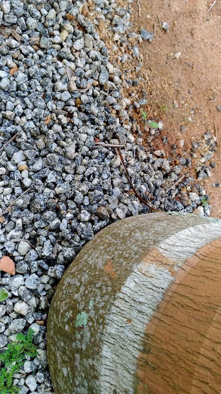 Pedregulhos