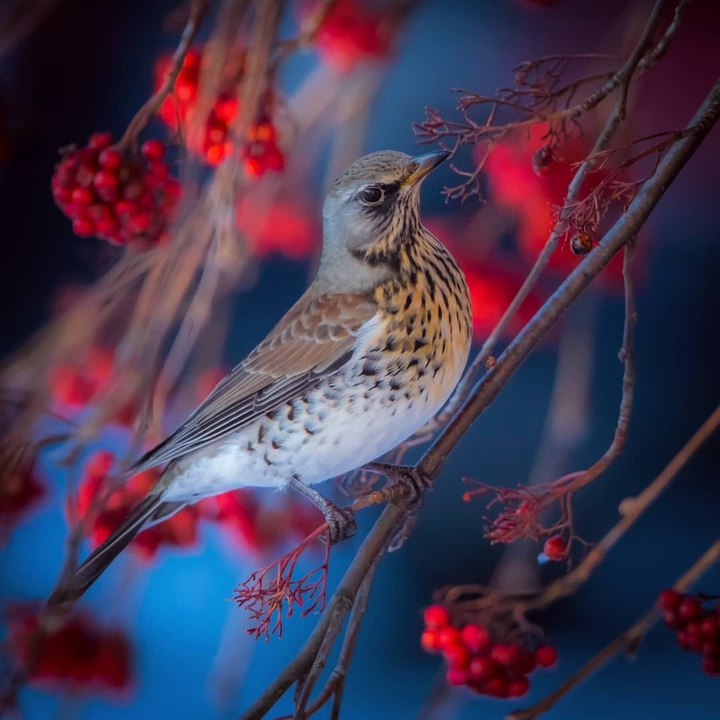 Bird