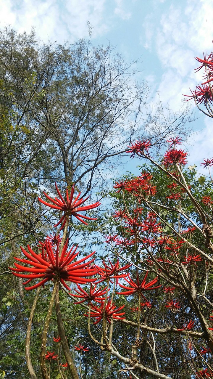 Flores Vermelhas