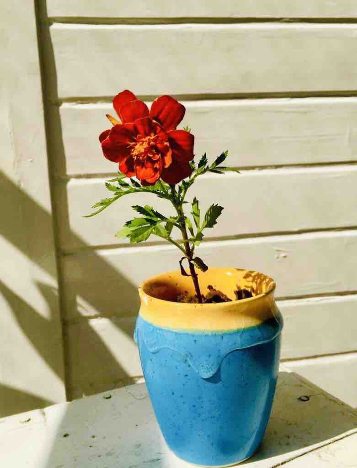 cute flower