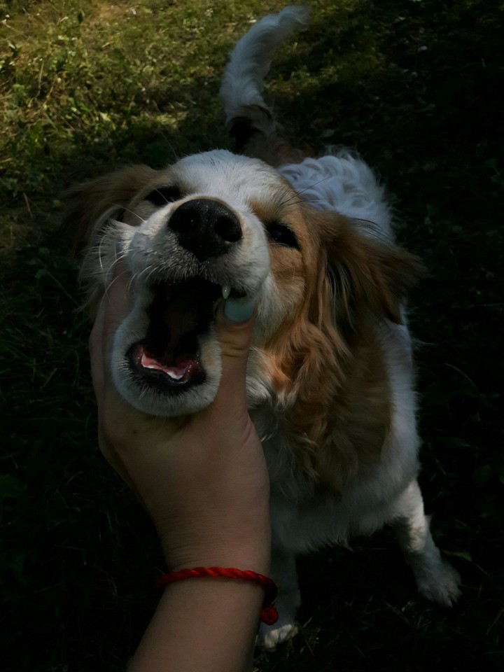 dog