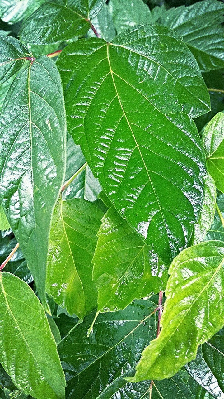 Greeny