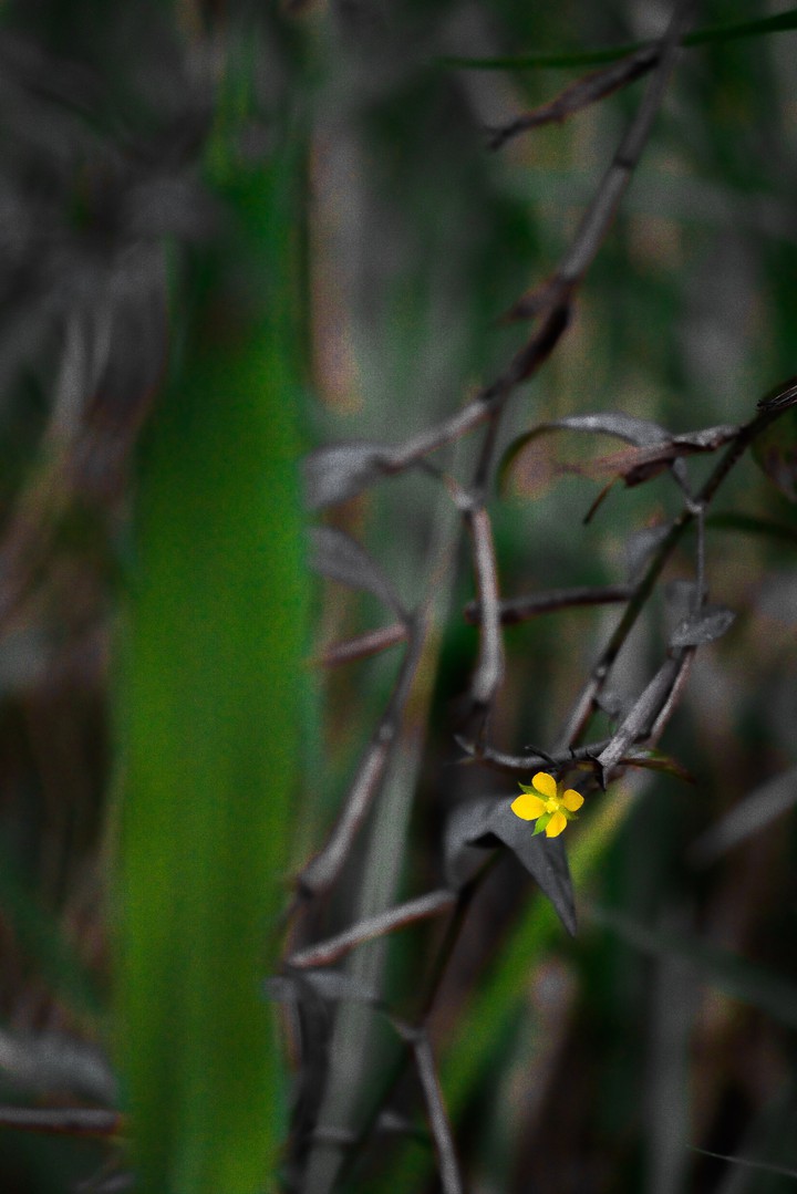 YELLOW INDIAN FLOWER
