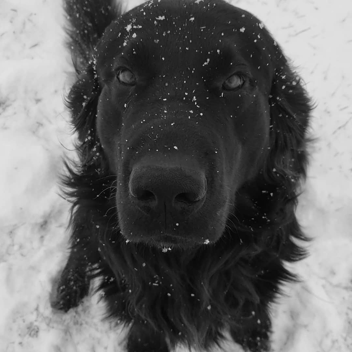 Snowy Day