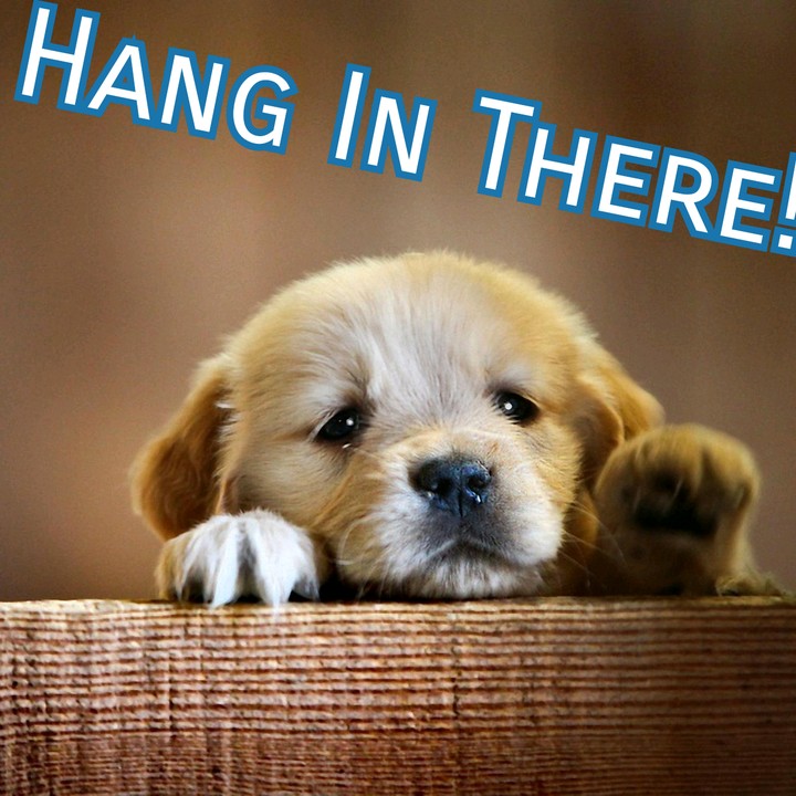 Hang With Dog