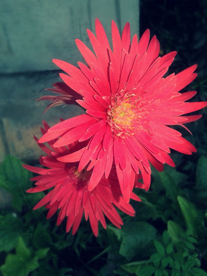 flower