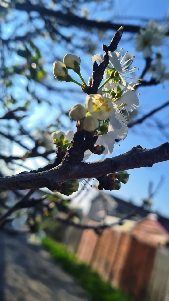 spring