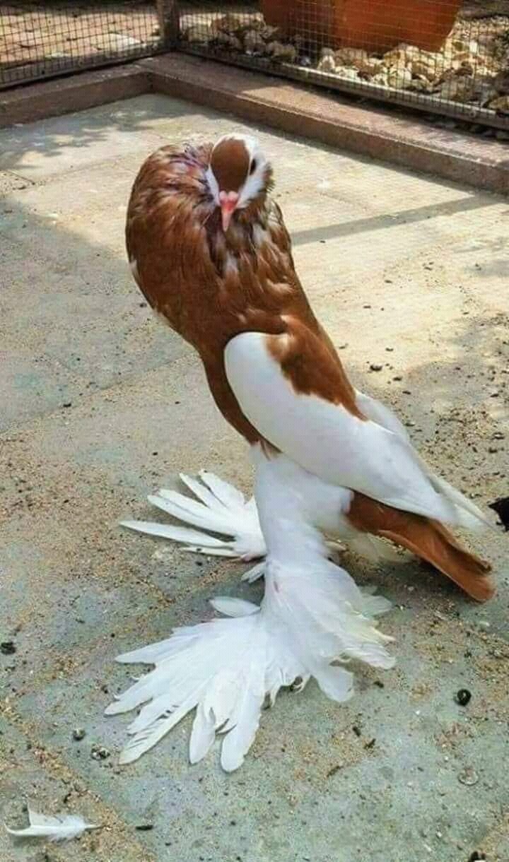 bird
