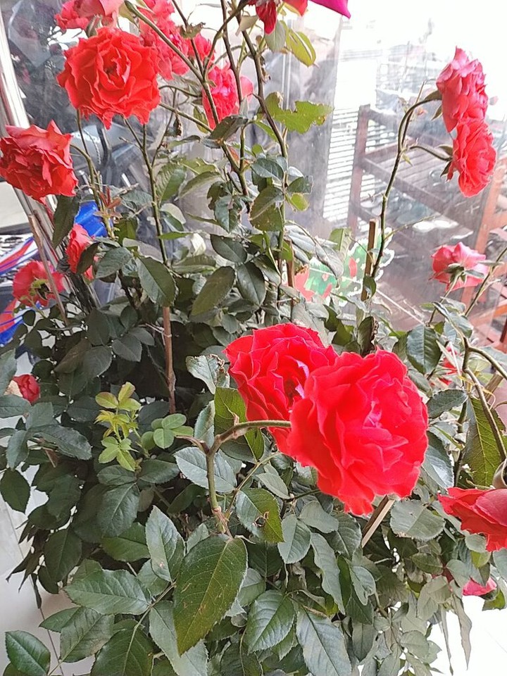 ht