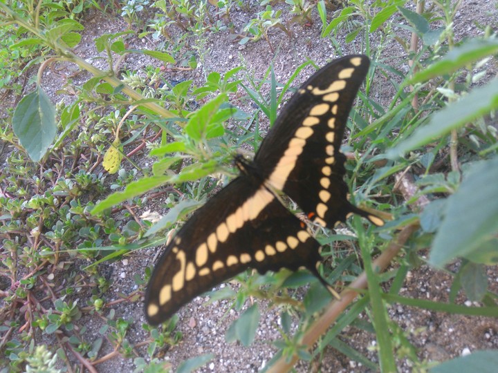 Fly