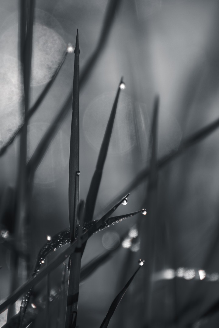 grass moody