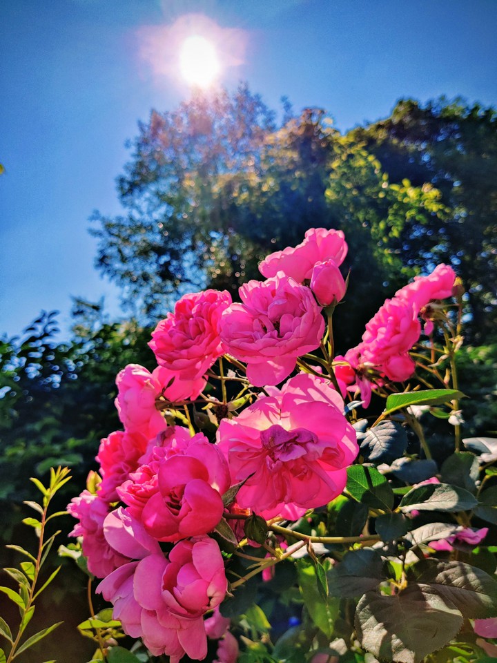 pink rose