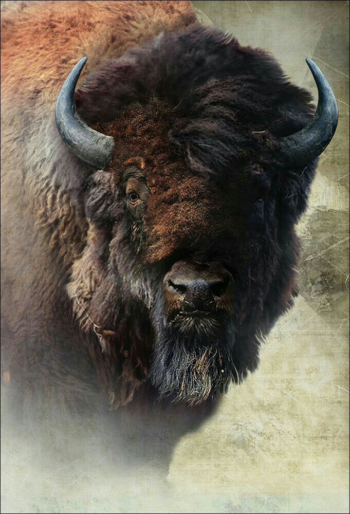 Bölény