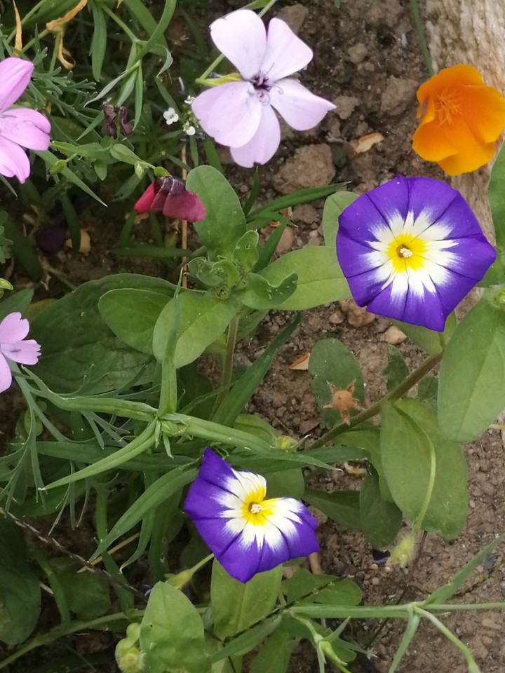 flowers