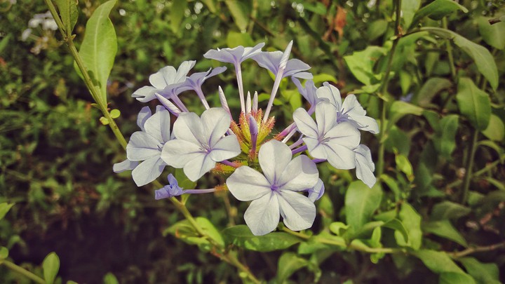 beautiful purple white flowrs