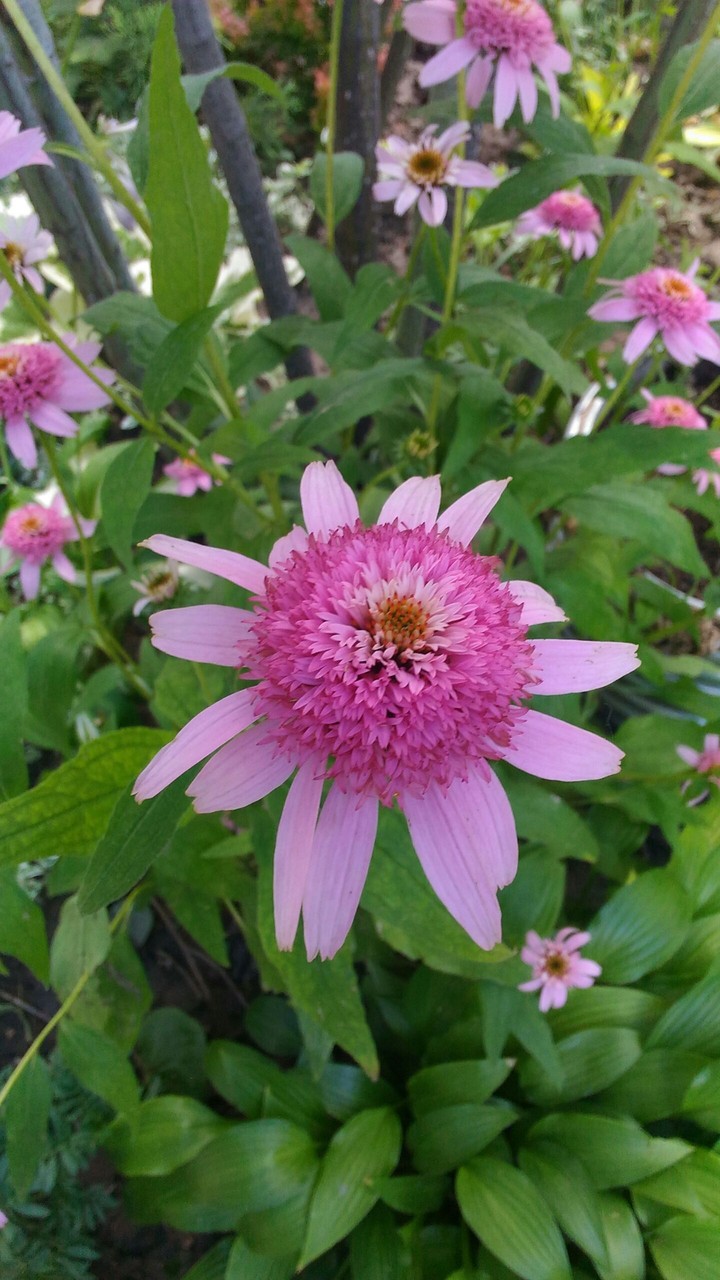 Bonito flor ✩♡✩