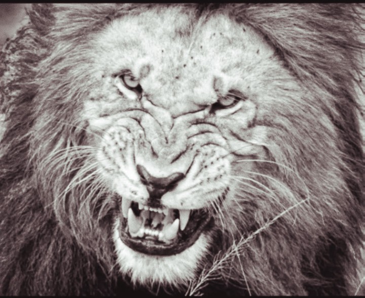 lion