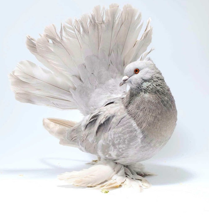 pigeon