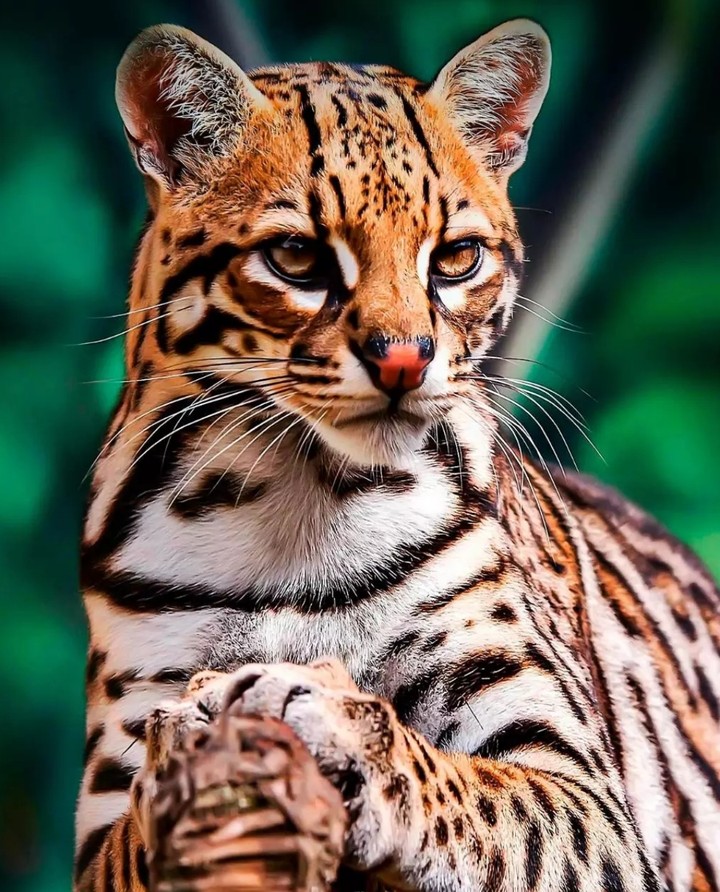 animal