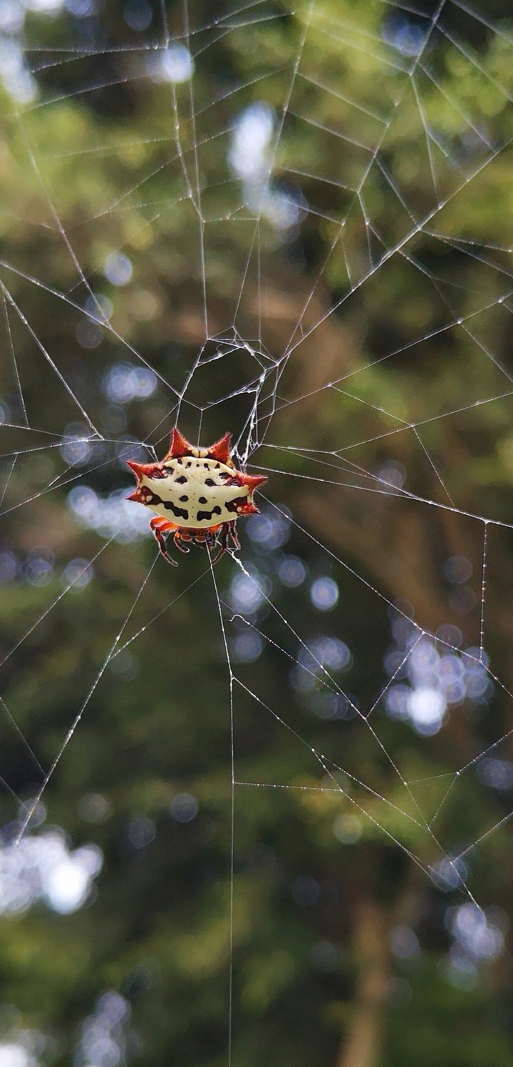 spider