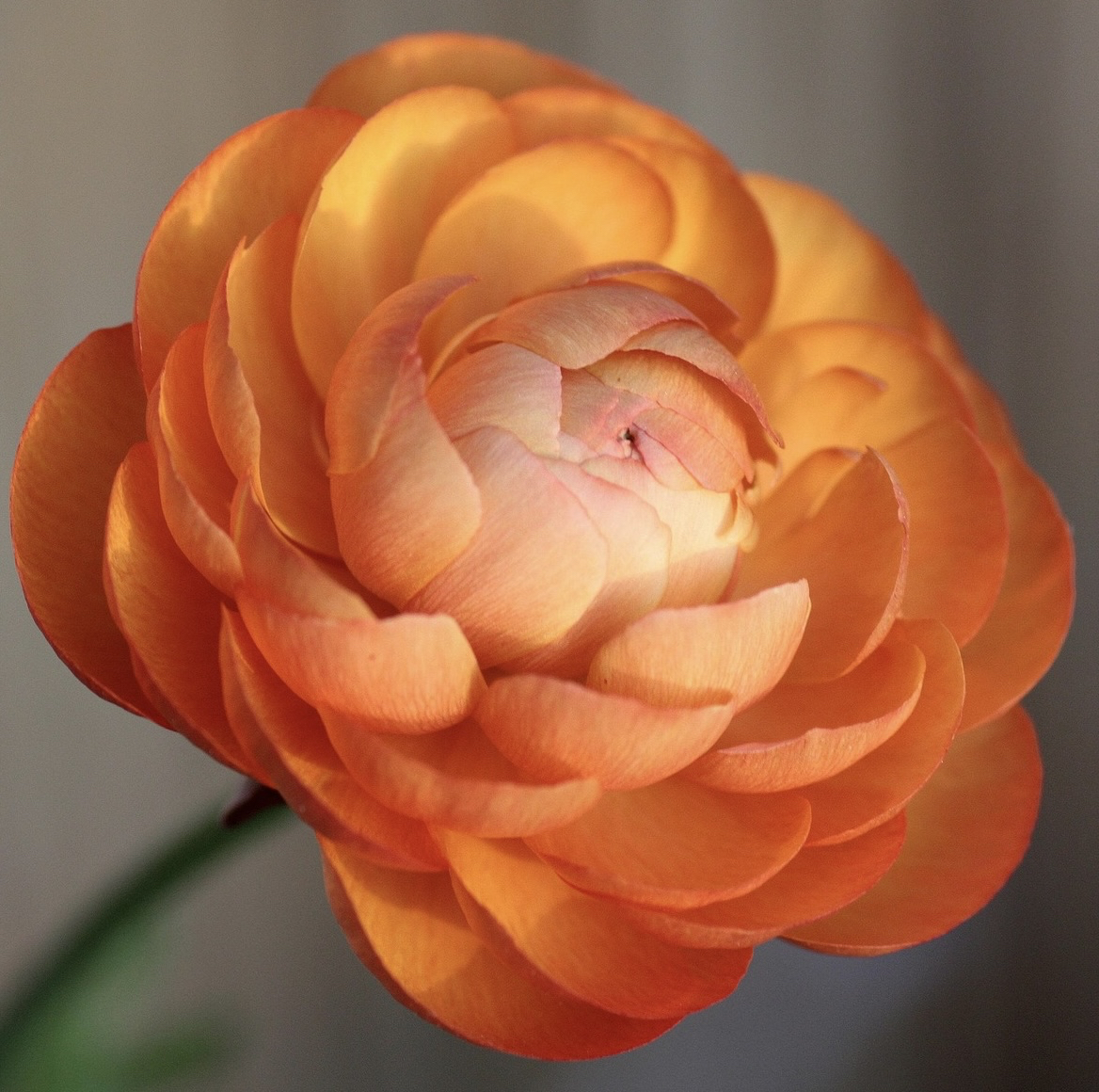 sfondi rose, camellia