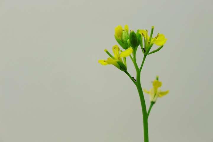 Flower reform