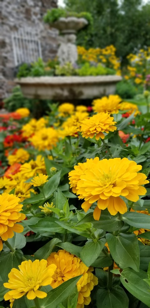 flowers