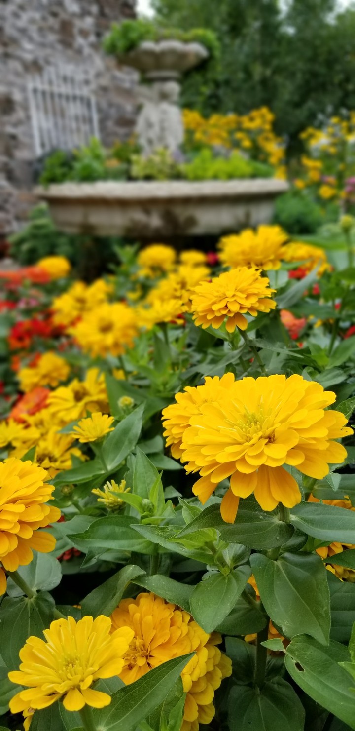 flowers