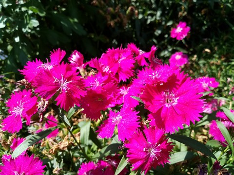 hình nền wildflower, dianthus