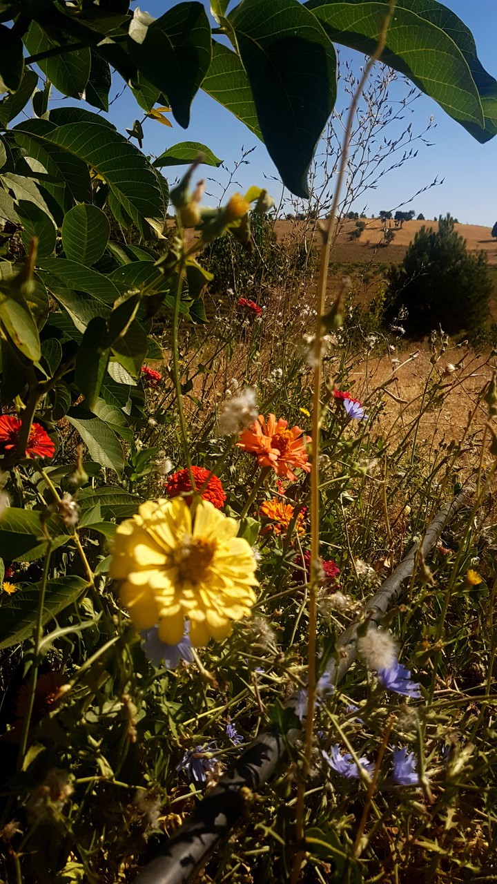 flowers