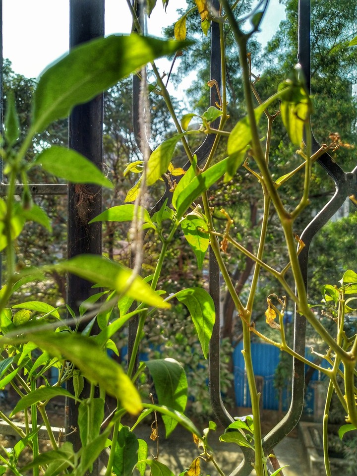 Urban balcony