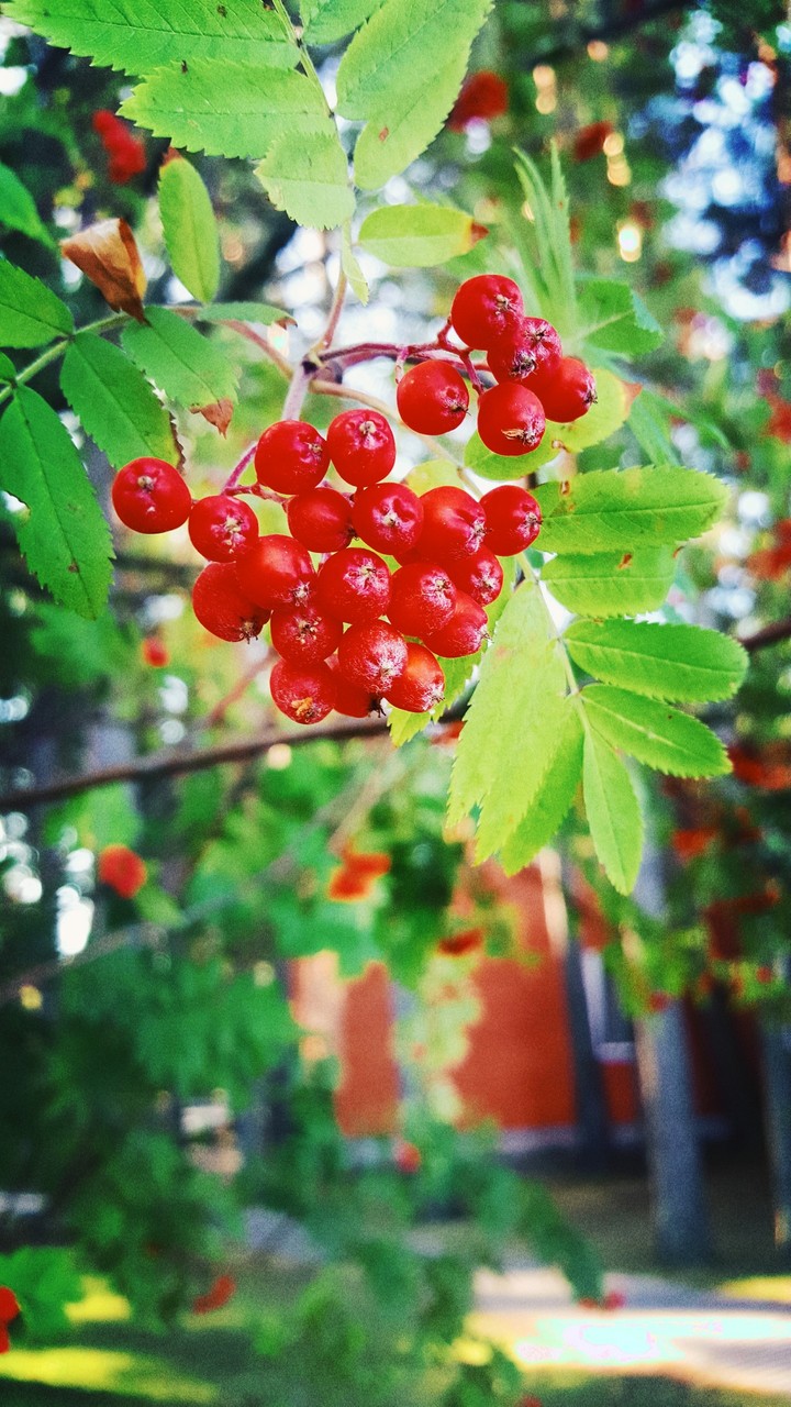 tree