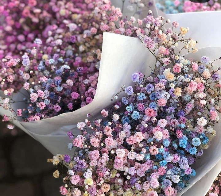 babys breath
