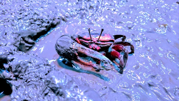 Fiddler crab