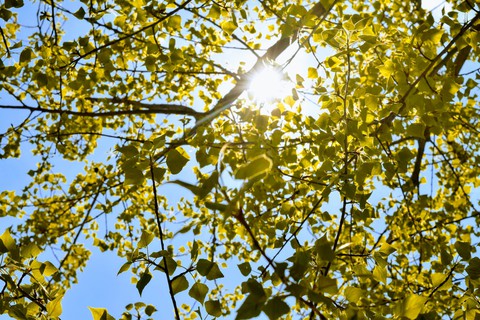 Sun Is Shining