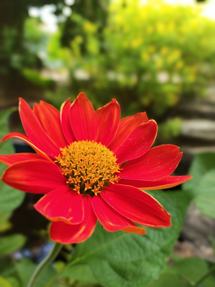 flower