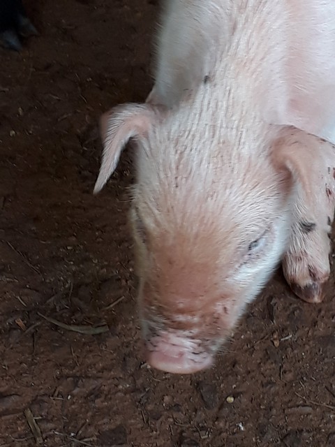 pig