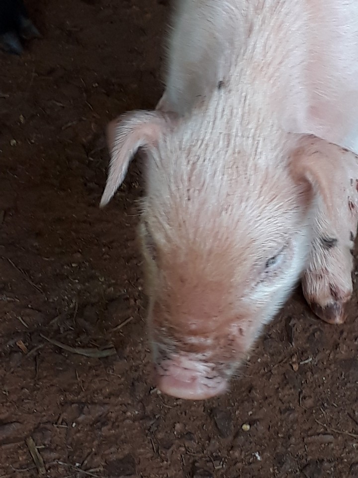 pig
