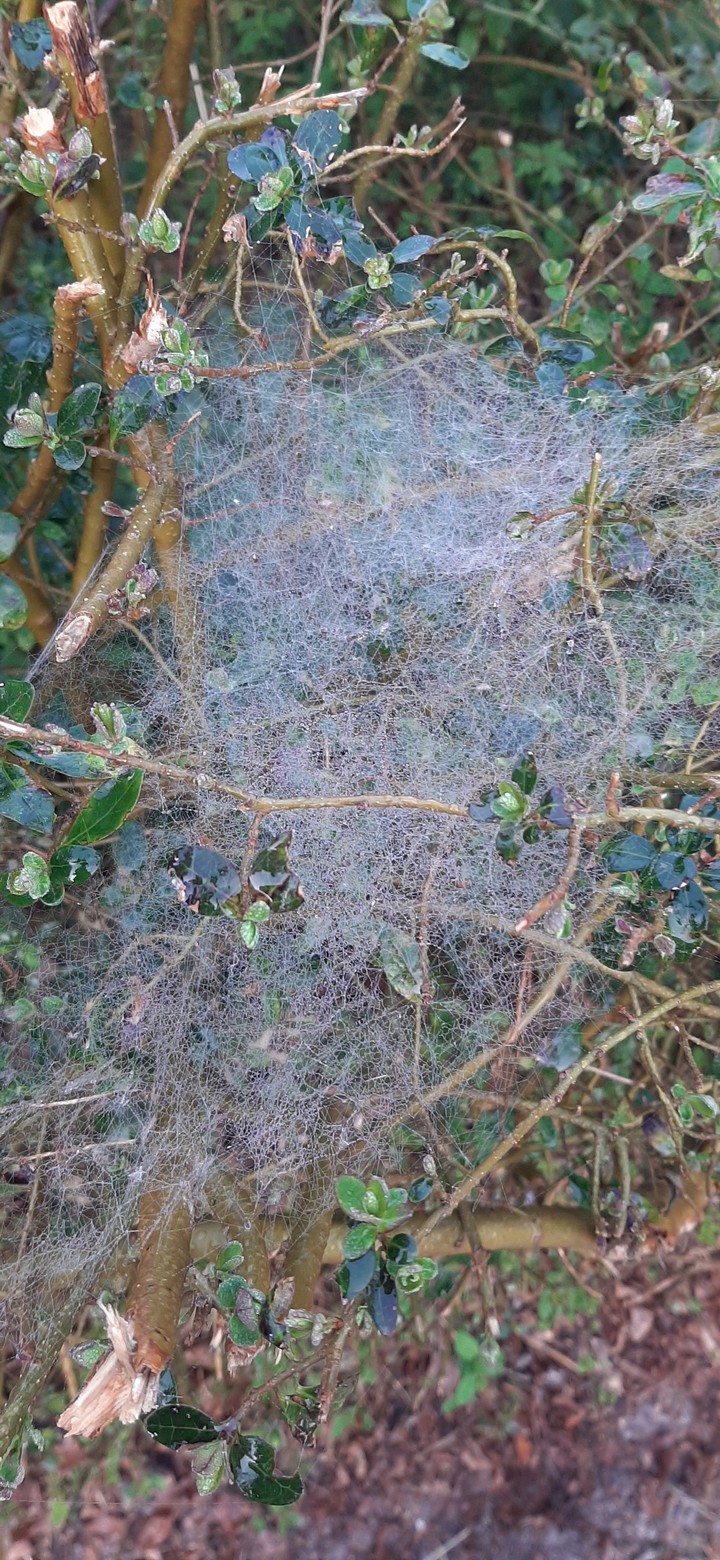 ? misty websies