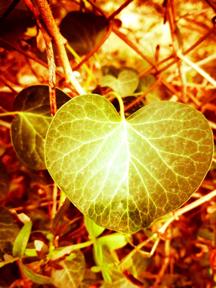Heart leave