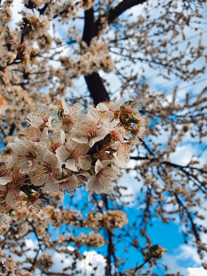 beauty of the nature