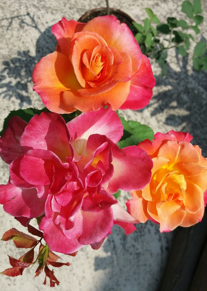 Amazing rose