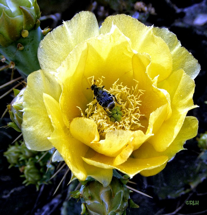 Beetle on cactus blossom